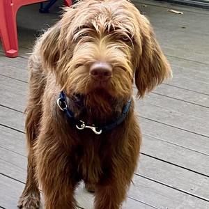 Meet your Posher, Greg